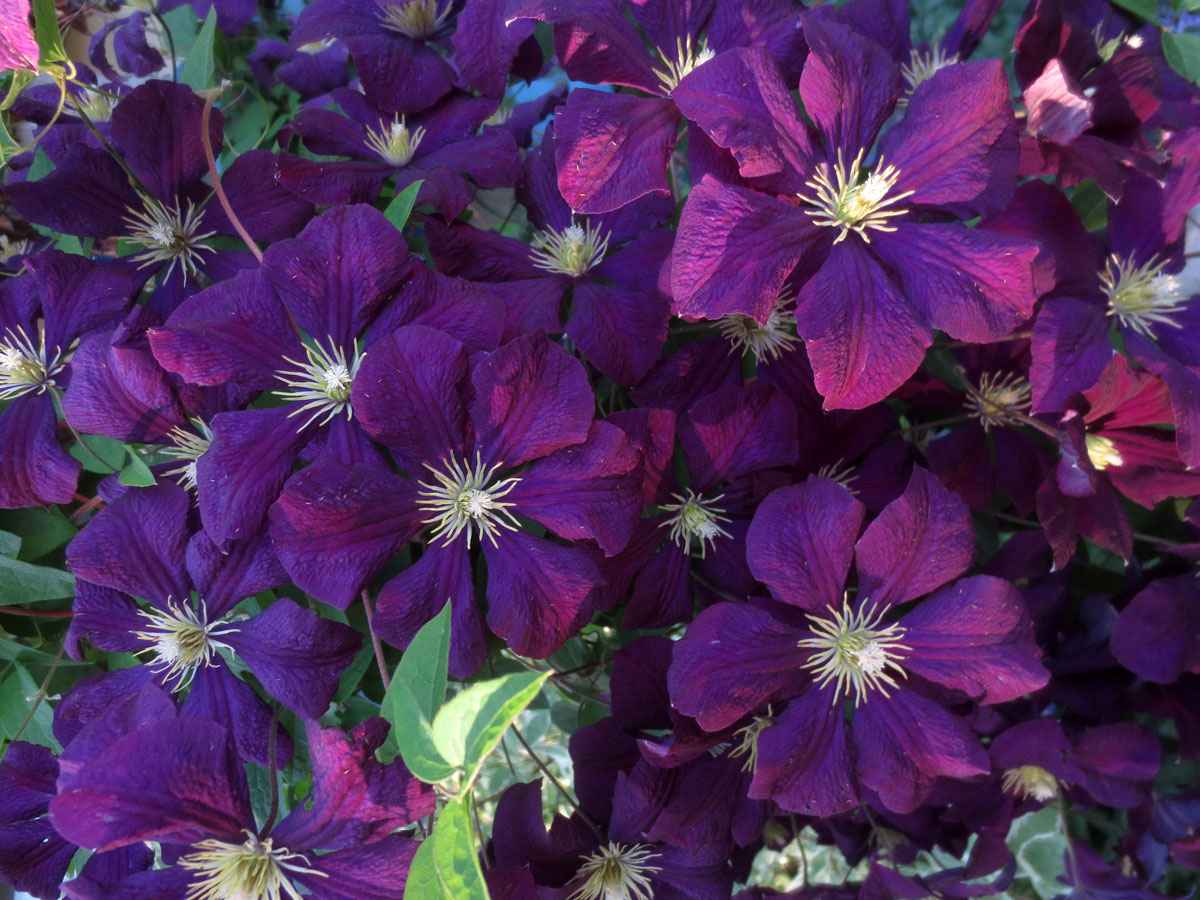 Clematis by Susan Fluegel